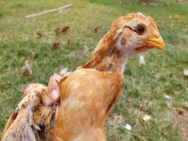 Học nhanh cách trị bệnh coryza trên gà mà không tái nhiễm